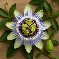 Passionflower